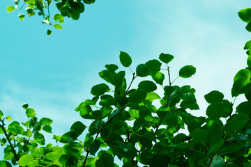 Leaves And Sky