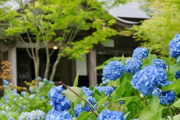 雲昌寺（あじさい寺）秋田県男鹿市