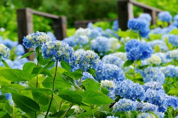 雲昌寺（あじさい寺）秋田県男鹿市