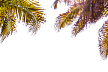 Fototapeta na wymiar palmes de cocotiers sur fond blanc 