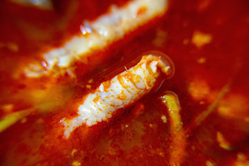 Macro, Red Spicy chicken paw sauce. The local food of northern's Thailand, call "Khanom Jeen Nam Ngeaw".