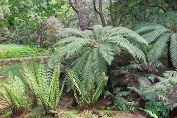 Inverewe Garden in Poolewe,  Schottland