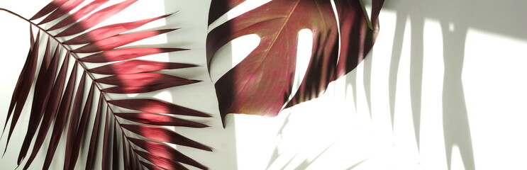 Banner tropical palm, monstera leaves , branches bordeaux color on white background with floral shadow.  Flat lay, top view . copy space © irenastar
