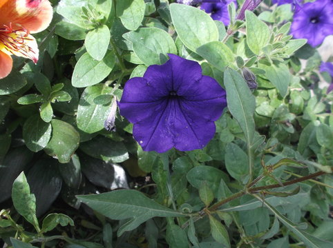 Fleur en gros plan