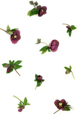 Flowers background . Purple flowers Helleborus isolated on white background. Top view. 