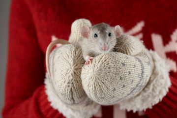 Woman's hands in mittens holding gray rat