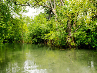 very green river and green forest, rainy summer day