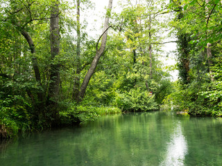 very green river and green forest, rainy summer day