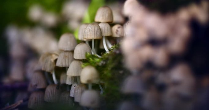 Group of small white delicate mushrooms growing in the grass. Pleated inkcap mushroom found in the grass after an autumn rain. Close up of Parasola plicatilis mushroom or ink cap.