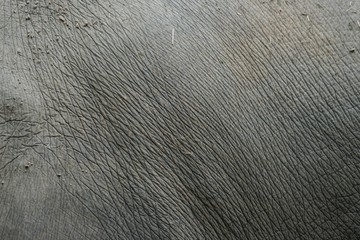 Haut eines Elefanten - Nahaufnahme