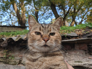  Beautiful cute street cat portrait close up