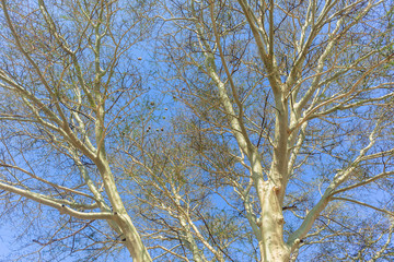 Tropical Fever Trees Large Closeup Blue Sky