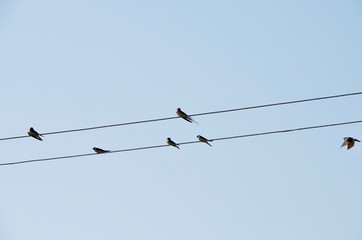 Swallows sit on wires like notes.