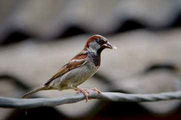 Female sparrow with prey in its beak.