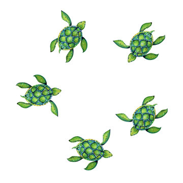 Beautiful turtle art water color background illustration