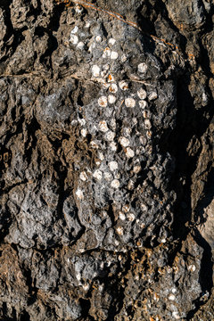 Texture on rocks with white points in rocky clifss close to sea in Asturian Coast, Spain