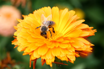 bee on yellow flower