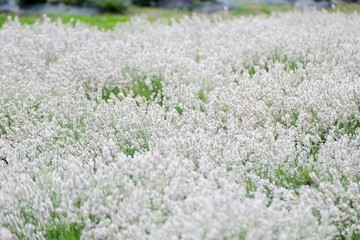 《美郷町のラベンダー園》秋田県美郷町