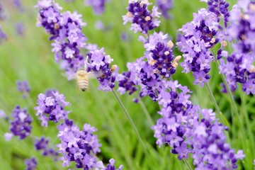 《美郷町のラベンダー園》秋田県美郷町