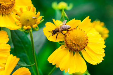 bee on yellow flower