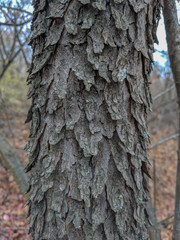 impenetrable thickets in a pine forest