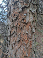 impenetrable thickets in a pine forest