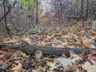 impenetrable thickets in a pine forest