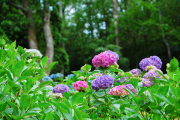 あじさい（カラフル）