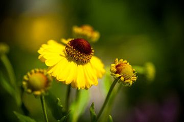 yellow flower