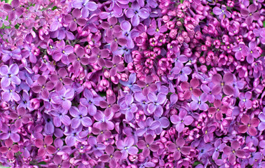 Background consisting of lilac flowers.
