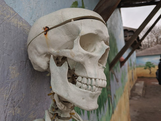 Human skull model a symbol of death and the attribute of Halloween
