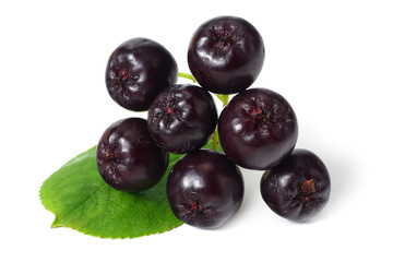 Chokeberry with green leaves isolated on white background. Black aronia
