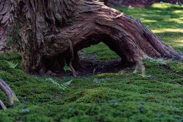 木の根と苔