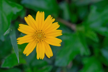 Yellow flowers in the background of green grass.