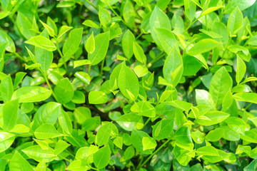 Fresh green tea leaves and buds in a tea plantation in morning