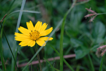 Yellow flowers in the background of green grass.