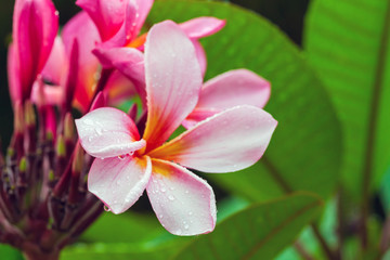 Pink tropical flower with dew on it. Plumeria