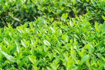 Fresh green tea leaves and buds in a tea plantation in morning