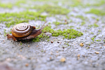 A small snail close up walking on a wet area from the rain