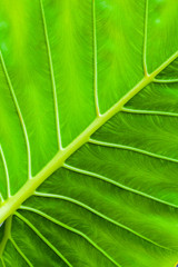 Tropical green leaf, vertical background