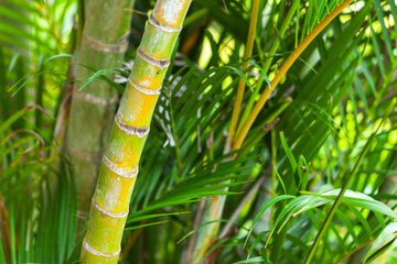 Tropical plants background photo, bamboo