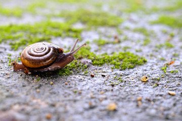 A small snail close up walking on a wet area from the rain