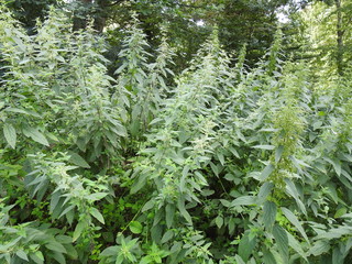 paysages plantes fleurs