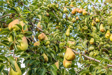 Pear tree with lots of fruits
