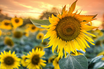 Obraz premium Sunflower detail in a sunset