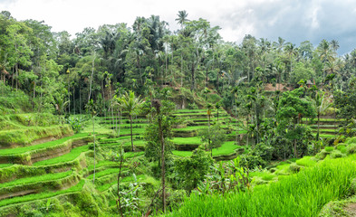 Fototapeta na wymiar view of Tegallalang Rice Terrace - Ubud - Bali - Indonesia
