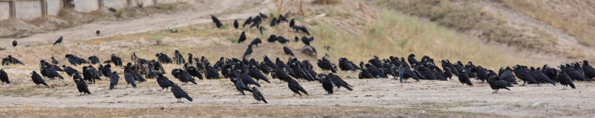 a flock of ravens, a large group of birds