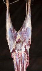 fresh hanging carcass of a ram
