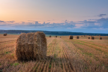 Agriculture field at dawn. Wheat field with bales in the morning. Harvesting time. Harvest