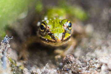frog